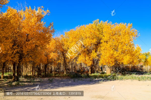 額濟(jì)納胡楊林