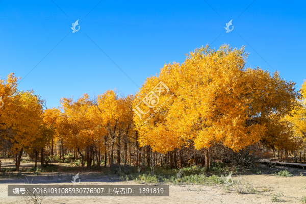 額濟(jì)納胡楊林