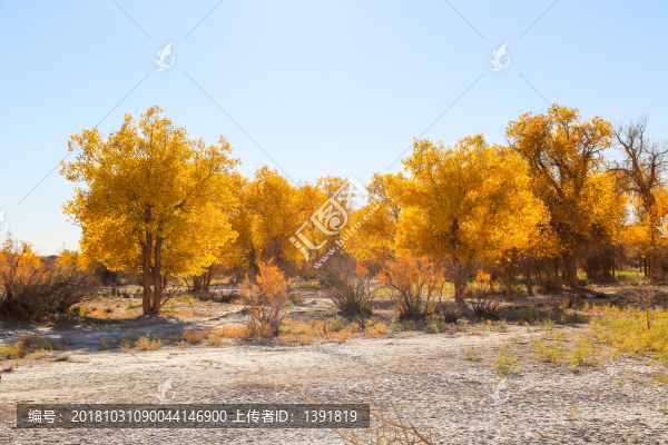 額濟(jì)納胡楊林