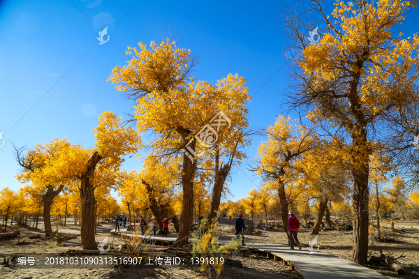 額濟納胡楊林