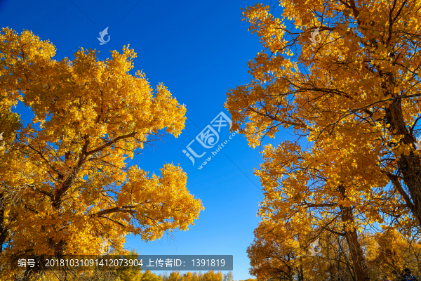 額濟納胡楊林