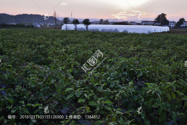 茄子種植
