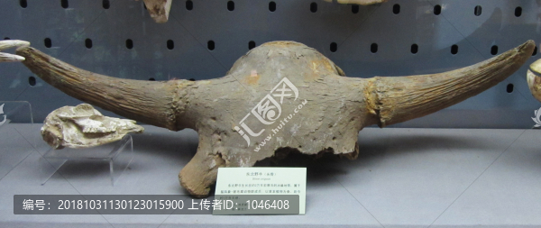 東北野牛頭骨