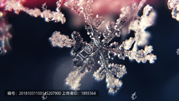 冰花葉