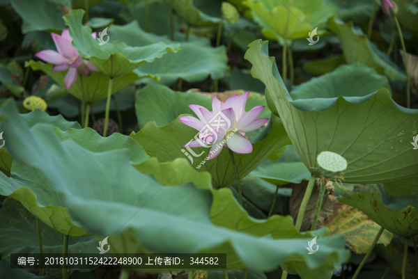 荷花