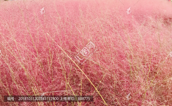 紫紅色的花叢圖片