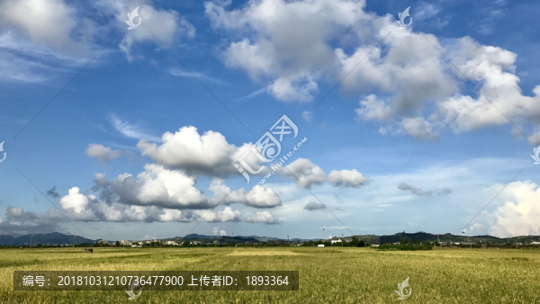 稻田