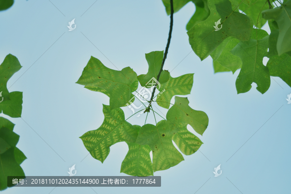 綠葉