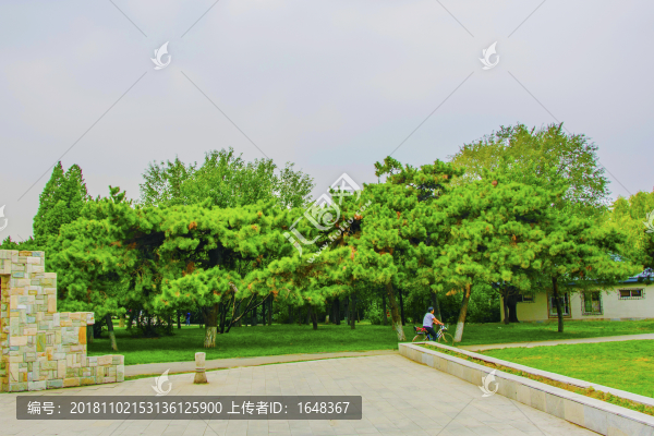 萬泉公園廣場松樹
