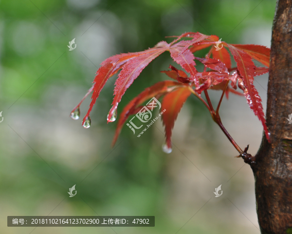 雨后楓葉