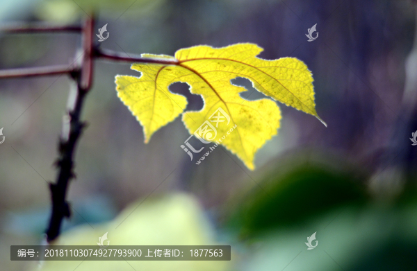 花草
