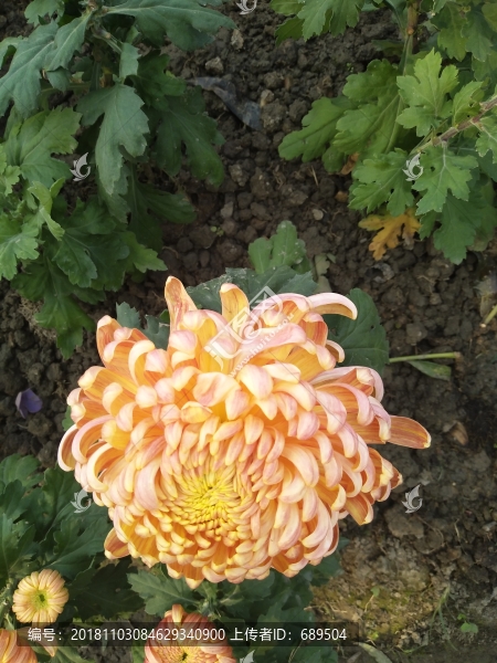 菊花