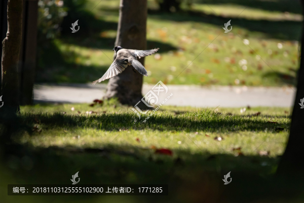 樹林
