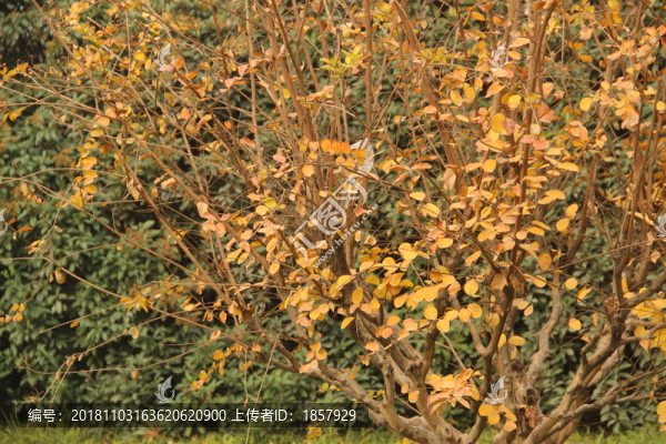 黃色植物