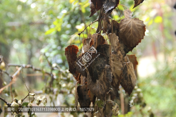 枯萎樹(shù)葉