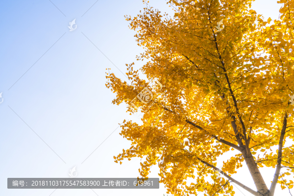 金黃銀杏樹(shù)高清大背景
