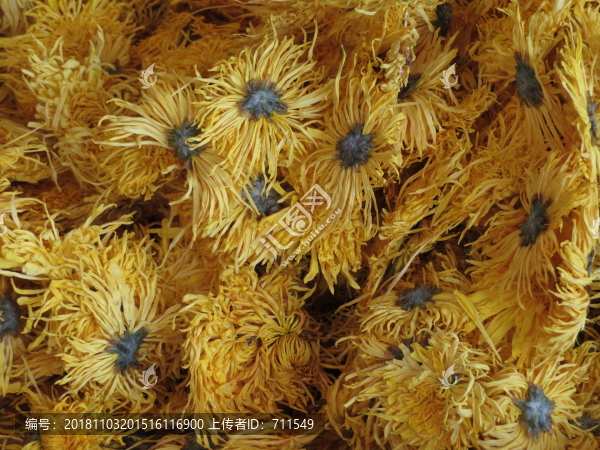 金絲皇菊