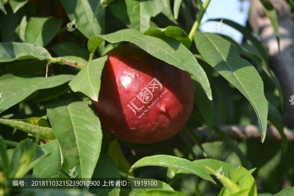 山西油桃
