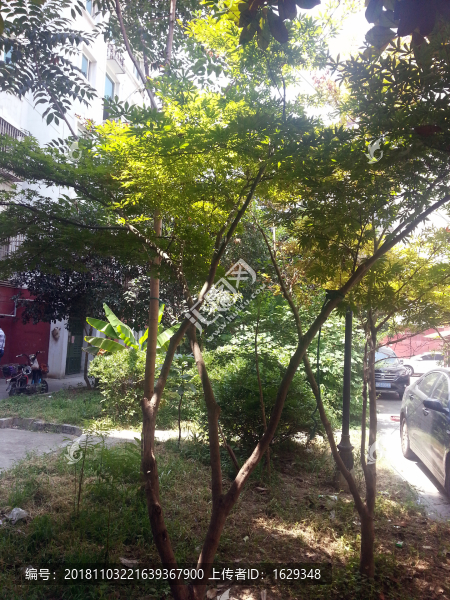 院子里