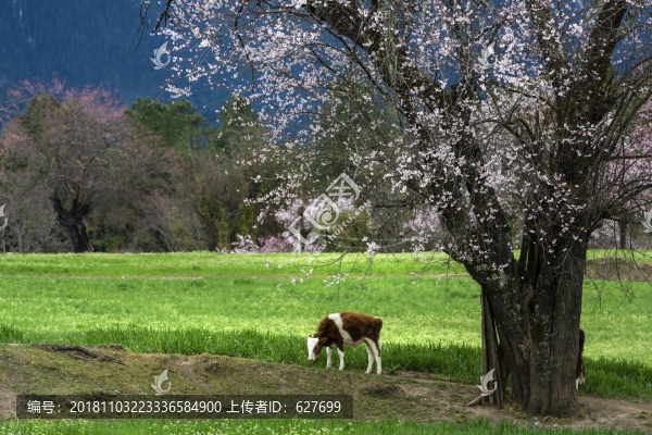 林芝桃花
