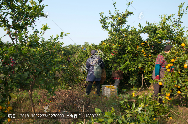 宜昌蜜橘