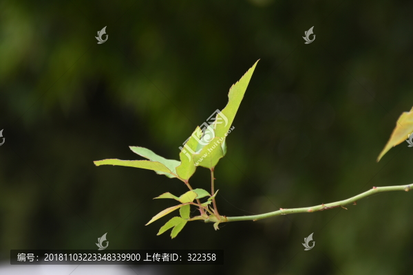 樹枝特寫