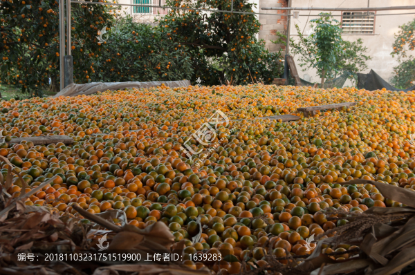 宜昌蜜橘