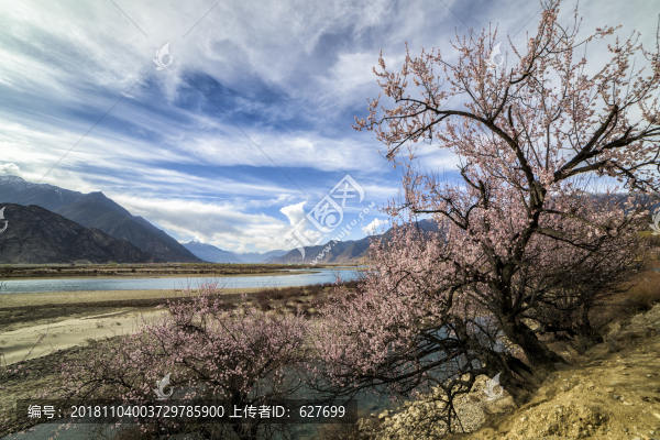 林芝桃花