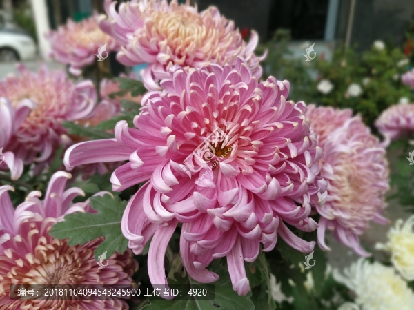 菊花