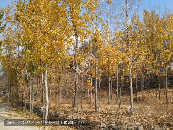 小樹林
