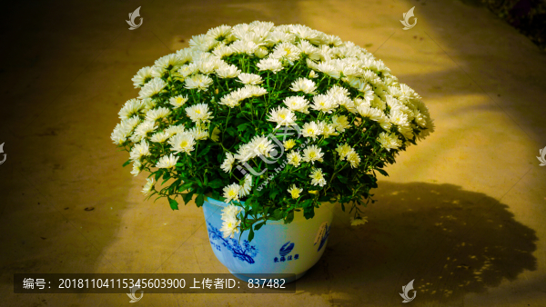球菊