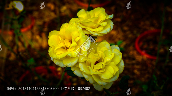 黃月季花