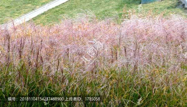 蘆花