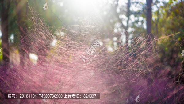 粉黛亂子草粉色草