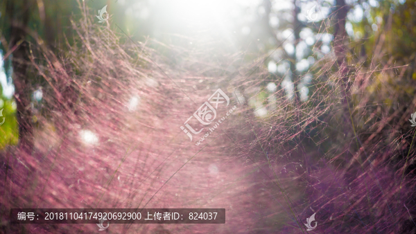 粉黛亂子草粉色草