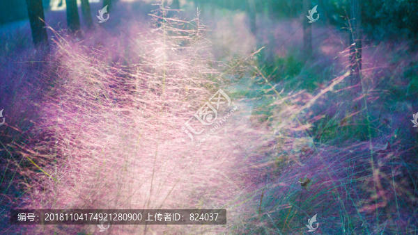 粉黛亂子草粉色草