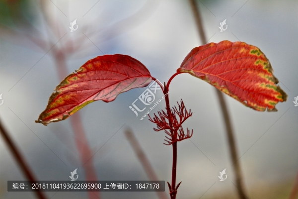 紅葉