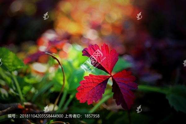 秋葉