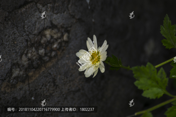 秋菊