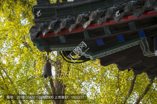 銀杏與古建筑