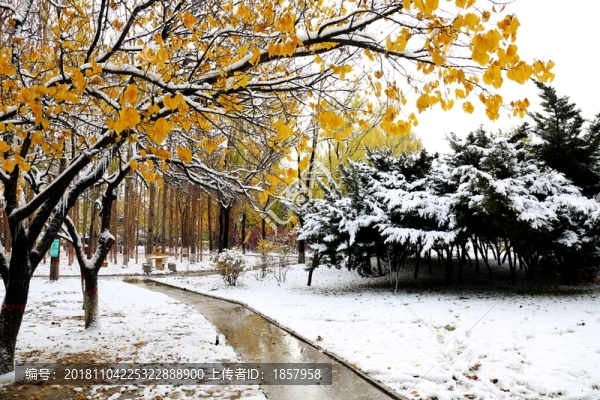 雪景