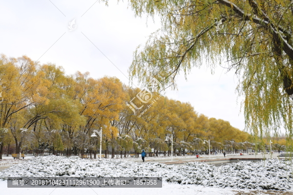 雪景