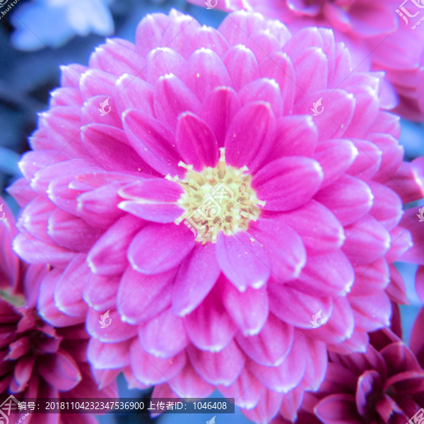 菊花
