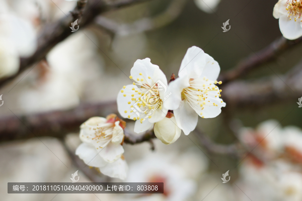 梅花照片