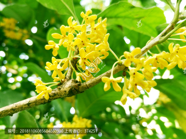 桂花