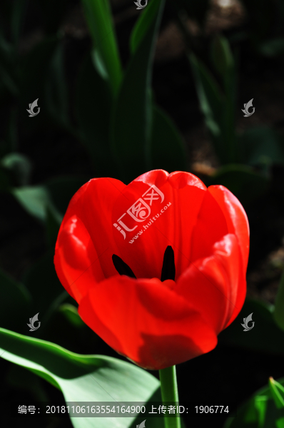 紅色的郁金香