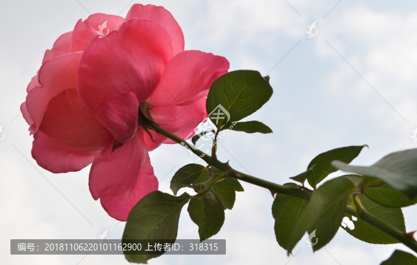 花20181104