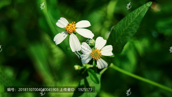 白花鬼針草