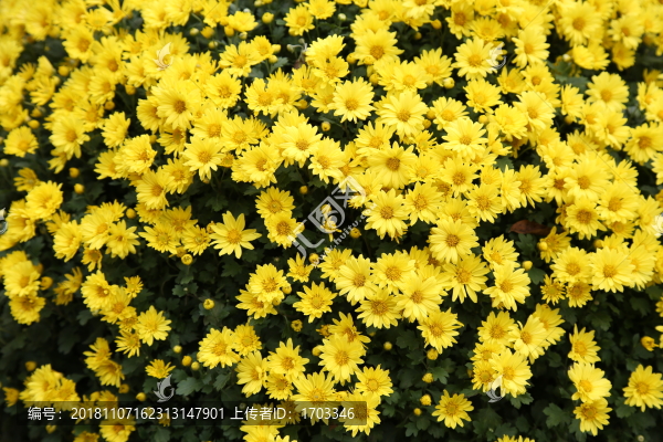 菊花背景素材