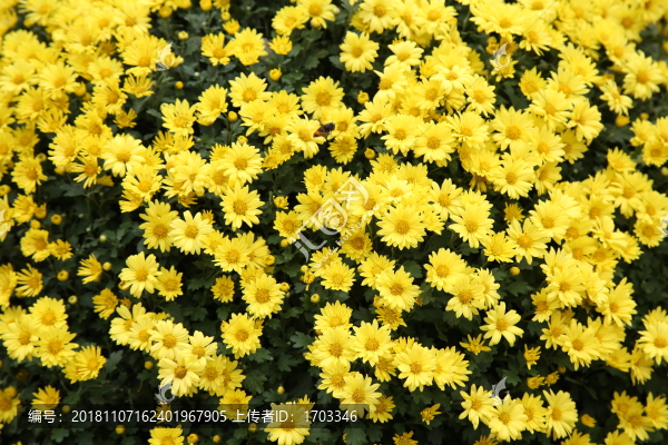 菊花背景素材